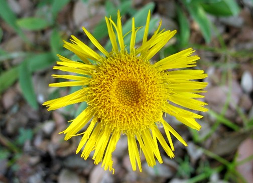 Pentanema montanum (=Inula montana) / Enula montana